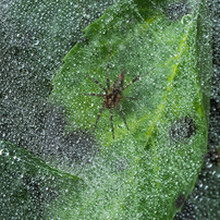 OLYMPUS(オリンパス)のレンズ M.ZUIKO DIGITAL ED 60mm F2.8 Macro で