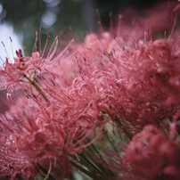 FUJIFILM(富士フイルム)のミラーレス一眼FUJIFILM X-Pro2 ボディ で