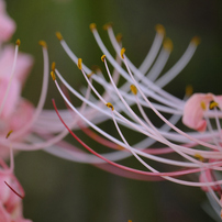 FUJIFILM(富士フイルム)のレンズ フジノンレンズ XF55-200mmF3.5-4.8 R