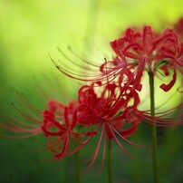 CANON(キヤノン)のデジタル一眼EOS 5D Mark II で撮影した写真(画像