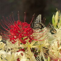 PENTAX(ペンタックス)のレンズ smc PENTAX-DA 17-70mmF4 AL[IF] SDM で