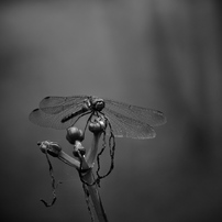 PANASONIC(パナソニック)のレンズ LUMIX G X VARIO PZ 45-175mm