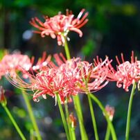 FUJIFILM(富士フイルム)のレンズ フジノンレンズ XF80mmF2.8 R LM OIS