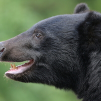 SIGMA(シグマ)のレンズ 100-400mm F5-6.3 DG OS HSM [ニコン用] で撮影