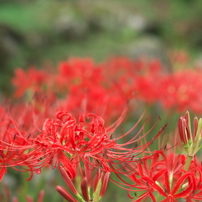 COSINA(コシナ)のレンズ フォクトレンダー NOKTON 25mm F0.95 で
