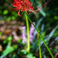 KYOCERA(京セラ)のレンズ Carl Zeiss Vario-Sonnar T* 35-135mm F3.3