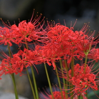 ＜作例あり＞ TAMRON SP 90mm F2.8 272E NIKON Tamron SP AF90mm F2.8 Di MACRO（272E） ◇ レビュー