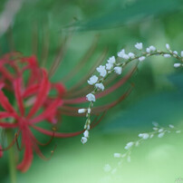 NIKON(ニコン)のレンズ Ai Nikkor 135mm F2.8S で撮影した写真(画像