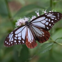 COSINA(コシナ)のレンズ フォクトレンダー MACRO APO-ULTRON 35mm F2 X