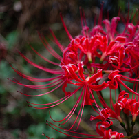 PENTAX(ペンタックス)のレンズ smc P-A 28mmF2.8 で撮影した写真