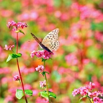 CANON(キヤノン)のレンズ EF100-300mm F5.6 で撮影した写真(画像)一覧
