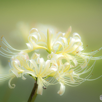 NIKON(ニコン)のレンズ Ai AF-S Nikkor 300mm f/4D IF-ED