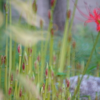 KENKO(ケンコー)のレンズ ケンコーミラーレンズ 500mm F6.3DX で撮影