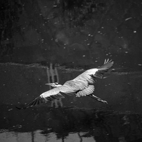 CANON(キヤノン)のレンズ EF-S55-250mm F4-5.6 IS STM で撮影