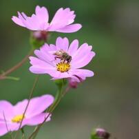 CANON(キヤノン)のレンズ EF55-200mm F4.5-5.6 Ⅱ USM で撮影した写真