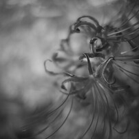 FUJIFILM(富士フイルム)のミラーレス一眼FUJIFILM X-Pro2 ボディ で