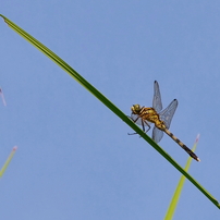 Canon EF70-300mm f4-5.6L IS USM【作例あり】 Canon EF70-300mm F4-5.6L IS USMを徹底解説。作例からレビュー