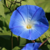 CANON(キヤノン)のレンズ EF100-300mm F5.6 で撮影した写真(画像