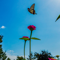 SIGMA(シグマ)のレンズ 16mm F1.4 DC DN [マイクロフォーサーズ用] で