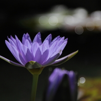 TAMRON(タムロン)のレンズ 18-270mm F/3.5-6.3 Di II VC PZD (Model