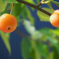 OLYMPUS(オリンパス)のミラーレス一眼OLYMPUS PEN E-PL9 で撮影した