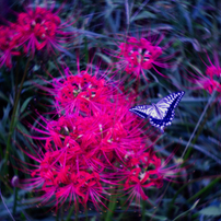 PENTAX(ペンタックス)のミラーレス一眼PENTAX Q7 で撮影した写真(画像