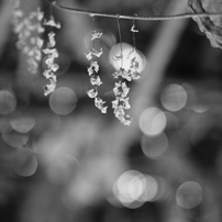 NIKON(ニコン)のレンズ Ai Nikkor 135mm F2.8S で撮影した写真(画像