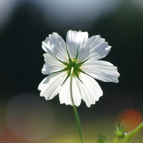 PENTAX(ペンタックス)のレンズ smc PENTAX-DA☆ 50-135mmF2.8ED AL[IF