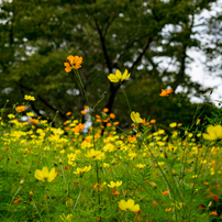 NIKON(ニコン)のレンズ AF-S DX Micro NIKKOR 40mm f/2.8G で撮影した