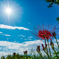 シグマ16mm F1.4 DC DN マイクロフォーサーズ SIGMA 16mm F1.4 DC DN Contemporary レビュー】それなりの大き