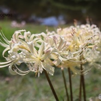 白花曼殊沙華