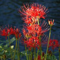 ❤️エモ写に❤️Nikon 18-200mm フィルム風描写✨ NIKON(ニコン)のレンズ AF-S DX VR Zoom-Nikkor 18-200mm f/3.5