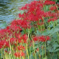 ❤️エモ写に❤️Nikon 18-200mm フィルム風描写✨ AF-S DX VR Zoom-Nikkor 18-200mm f/3.5-5.6G IF-EDで撮影された