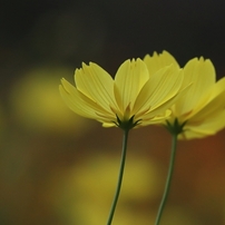 秋華　２