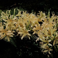 NIKON(ニコン)のレンズ AF-S DX Micro NIKKOR 40mm f/2.8G で撮影した