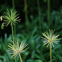 東山植物園