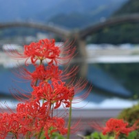 CANON(キヤノン)のレンズ EF-S55-250mm F4-5.6 IS STM で撮影