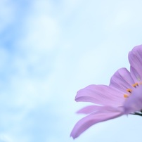 大人気！エモい写真撮れます♪単焦点EF-S 24mm f値2.8 STM 大人気