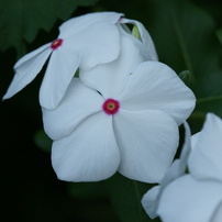 TAMRON(タムロン)のレンズ SP AF 180mm F/3.5 Di LD [IF] MACRO