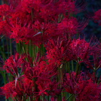 SIGMA(シグマ)のレンズ 100-400mm F5-6.3 DG DN OS [ソニーE用] で撮影