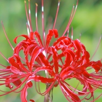 【美品】Canon EF50mm F1.2L USM（作例あり） Canon EF50mm F1.2L USMを徹底解説。作例からレビューまで | ONE