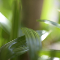 NIKON(ニコン)のレンズ Ai AF Micro Nikkor 105mm F2.8D で撮影