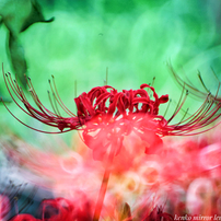 ミラーレンズ　500mm おもしろい写真が撮れます KENKO(ケンコー)のレンズ ケンコーミラーレンズ 500mm F6.3DX で撮影