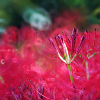 KENKO(ケンコー)のレンズ ケンコーミラーレンズ 500mm F6.3DX で