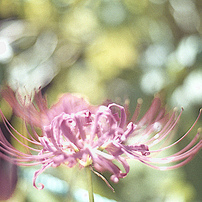 オリンパス OLYMPUS OM20 フィルムカメラ 赤城耕一：第23回 OMシリーズの中でも最も地味な雰囲気