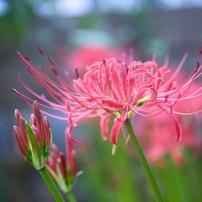 COSINA(コシナ)のレンズ フォクトレンダー MACRO APO-ULTRON 35mm F2 X