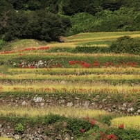 CANON(キヤノン)のレンズ EF-M55-200mm F4.5-6.3 IS STM で撮影した