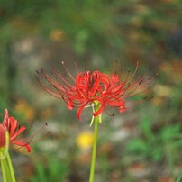 PANASONIC(パナソニック)のミラーレス一眼LUMIX DMC-GF3 で撮影した