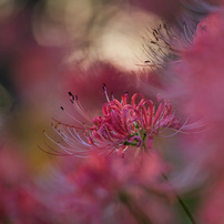 CANON(キヤノン)のレンズ EF500mm F4L IS USM で撮影した写真(画像