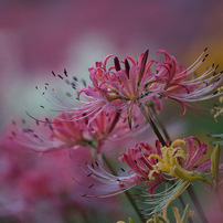 CANON(キヤノン)のレンズ EF500mm F4L IS USM で撮影した写真(画像